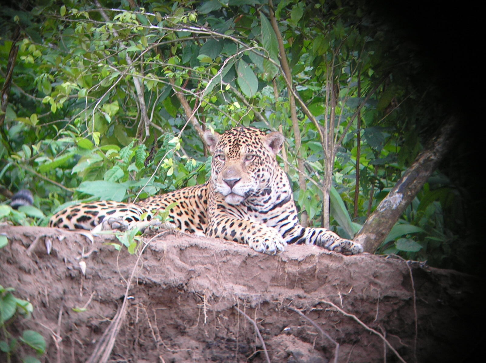 Ecomanu Expedition 5